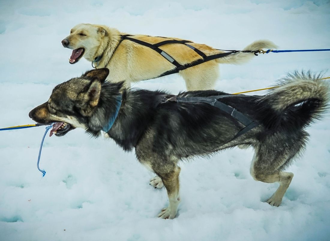 pies, śnieg, zwierząt, zima, psów, psim zaprzęgiem, sport, pet