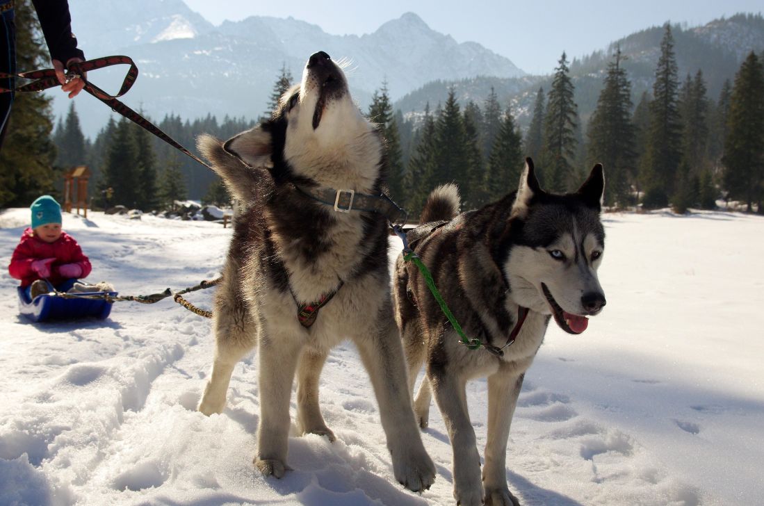 雪, 冬天, 雪橇, 狗, 犬, 冷, 宠物, 动物