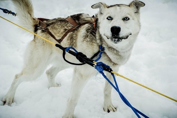 snow, winter, dog, cold, canine, ice, animal, pet, sled