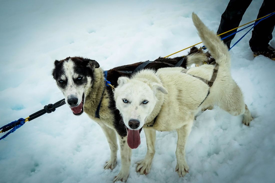 hond, winter, sneeuw, Honds, witte hond, Siberische, huisdier