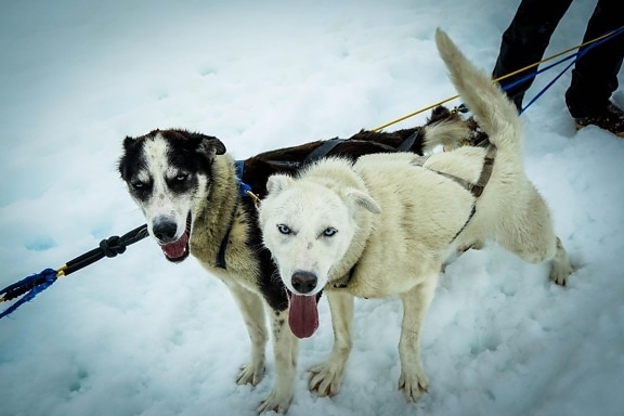 snö, hund, vinter, hund, vit hund, siberian, sällskapsdjur