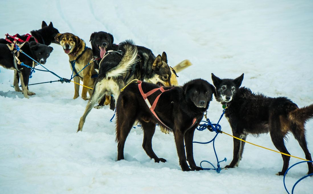 сани сніг собачих, транспортного засобу, перевезення, спорт, зимові, холодної