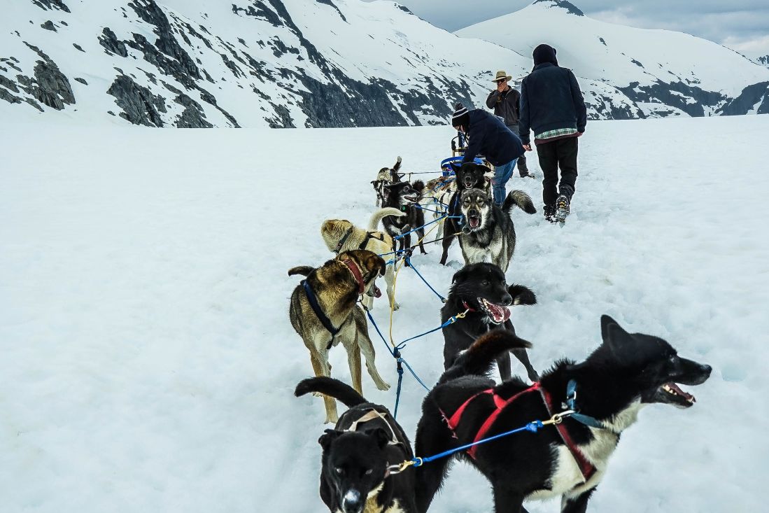 neve, inverno, slitta, freddo, ghiaccio, slitte trainate dai cani, veicolo, trasporto