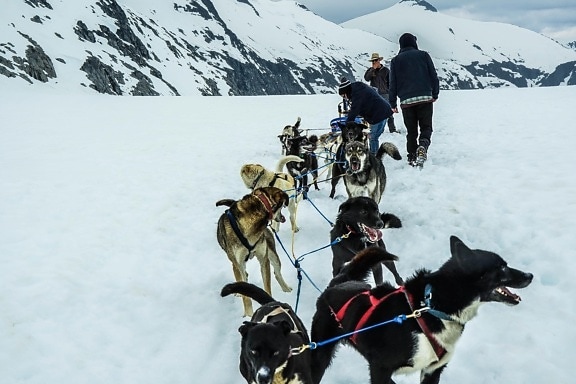 snow, winter, sled, cold, ice, dogsled, vehicle, conveyance