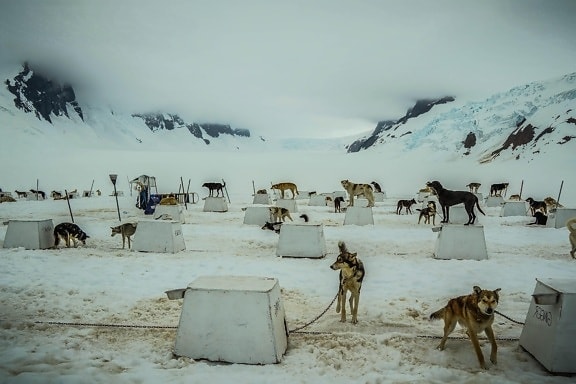 snow, winter, dog, pet, animal, camp, cold, mountain