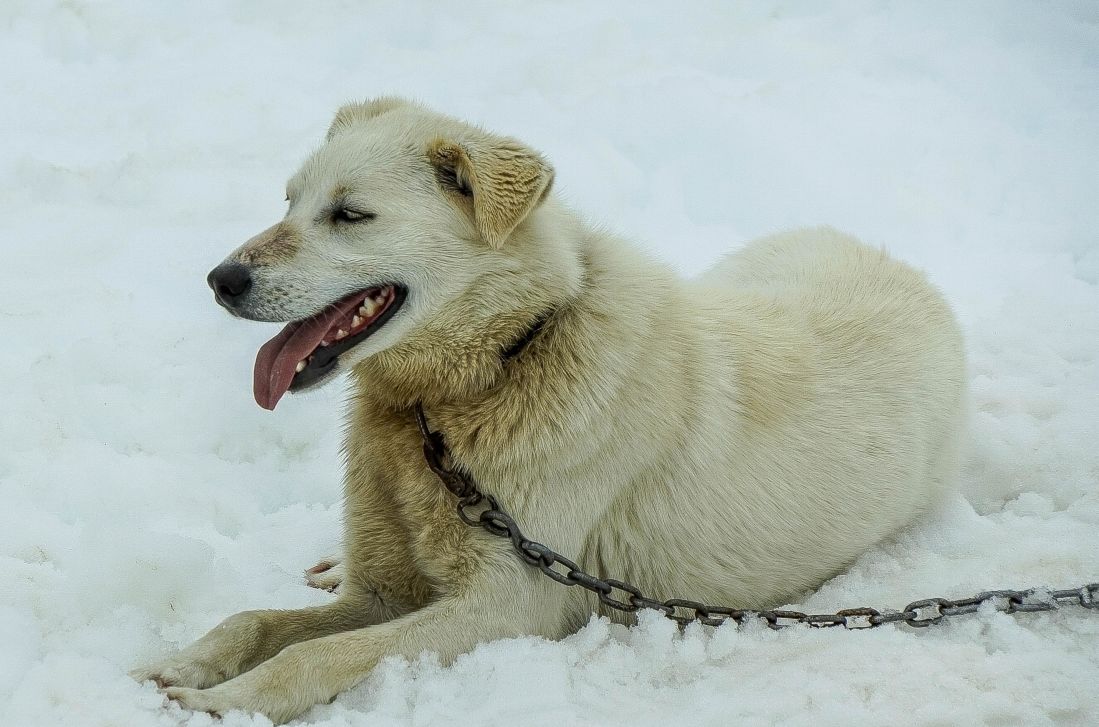 snow, winter, dog, white dog, pet, animal, canine