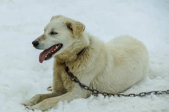 сняг, зима, куче, бяло куче, домашни любимци, животно, кучешки
