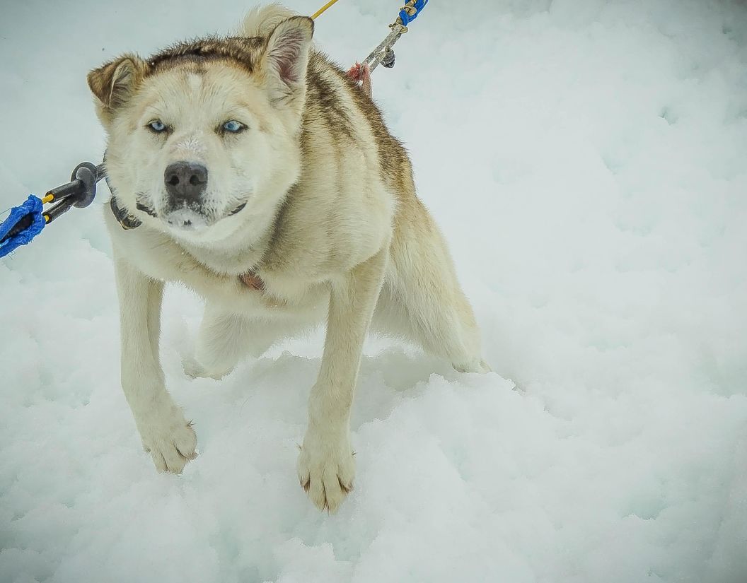 hond, Honds, winter, sneeuw, portret, huisdier, schattig, witte hond
