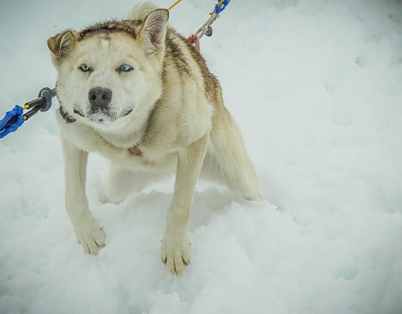 con chó, nanh, mùa đông, tuyết, chân dung, con vật cưng, con chó dễ thương, màu trắng