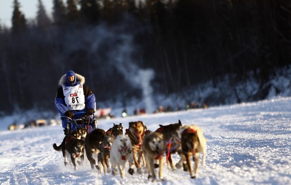 lumi, talvi, kilpailu, kylmä, race, ice, kelkka, koiravaljakolla