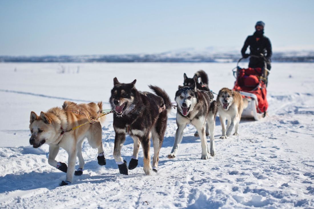 neige, chien, hiver, canine, motoneige, traîneau à chiens, véhicule