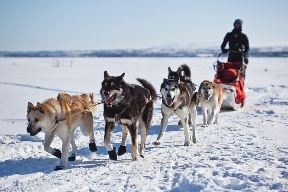 сняг, куче, зима, кучешки, шейна, dogsled, превозно средство