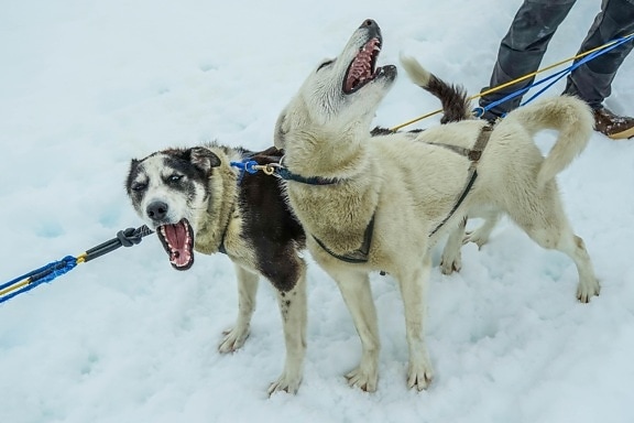 psa, psów, śnieg, pet, zima, sanki, psim zaprzęgiem, pojazd