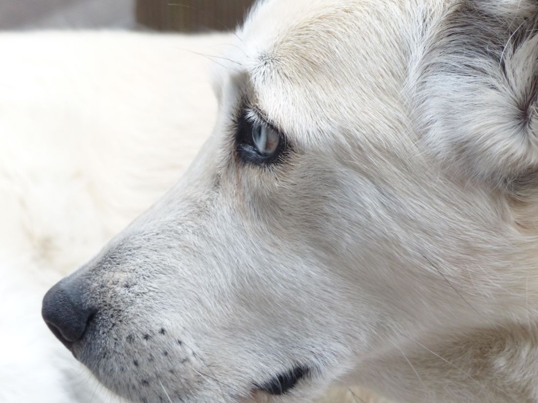 animal, câine alb, cap, nas, animal de casă, drăguţ, portret, natura, canin, blana