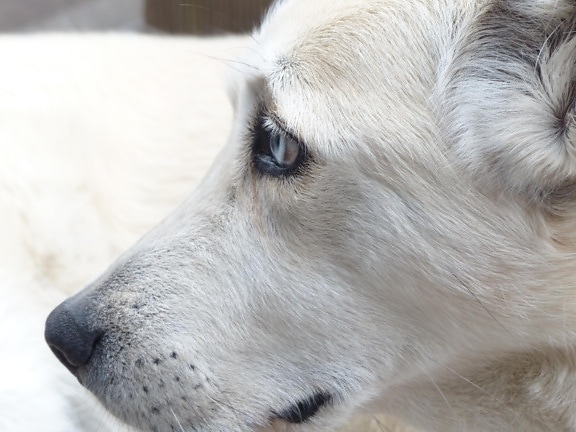 dier, witte hond, hoofd, neus, huisdier, schattig, portret, natuur, Honds, bont