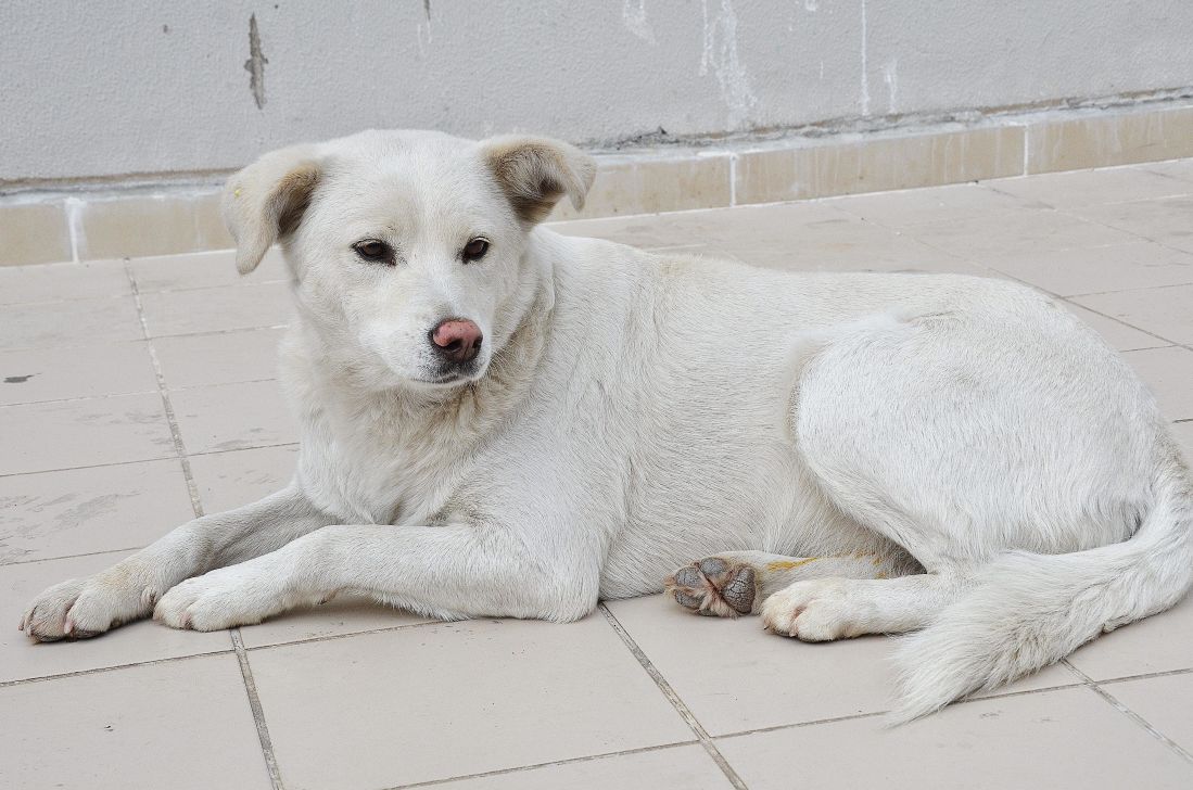 blanco perro, canino, animal, pavimento