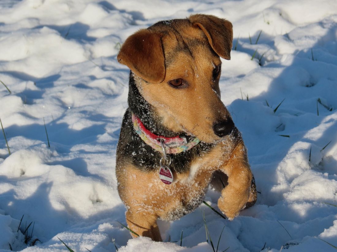 nieve, invierno, perro, frío, retrato, canino