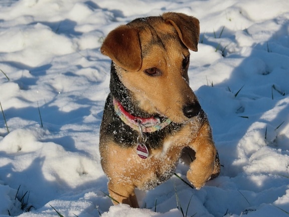 śnieg, zima, pies, zimno, portret, psów