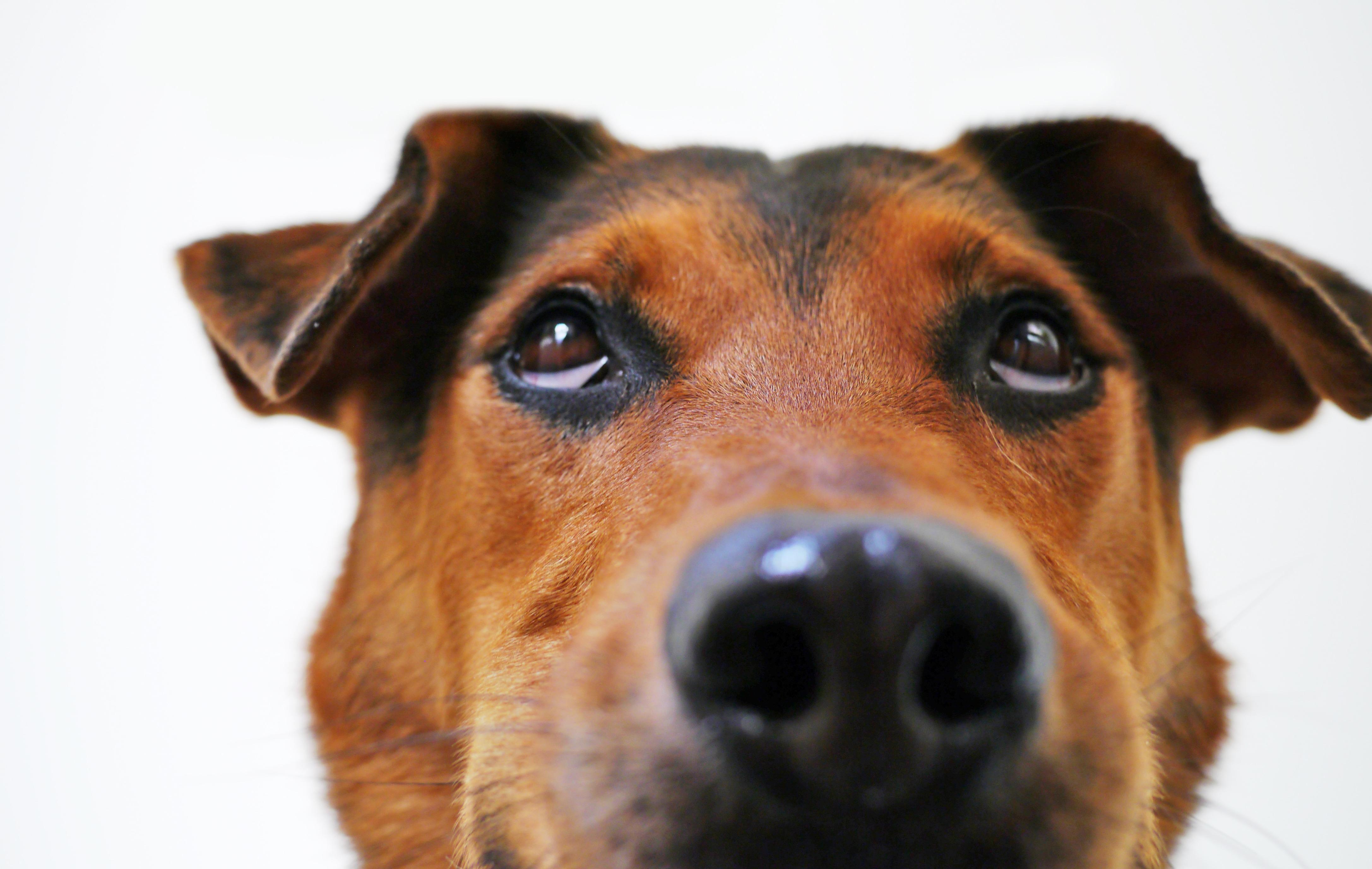 フリー写真画像 犬 犬 ペット かわいい 動物 子犬 血統 肖像画