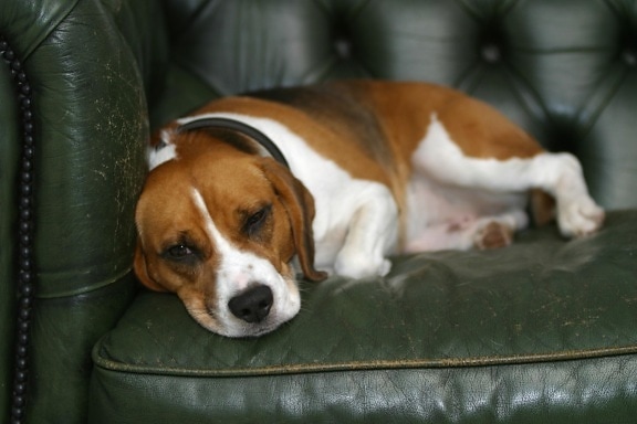 dog, canine, sleep, pet, portrait, puppy, animal, cute, hound, furniture