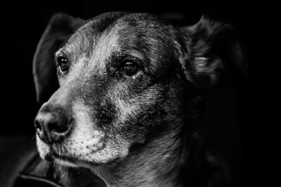 hond, Honds, zwart-wit, portret, dier, huisdier, schattig
