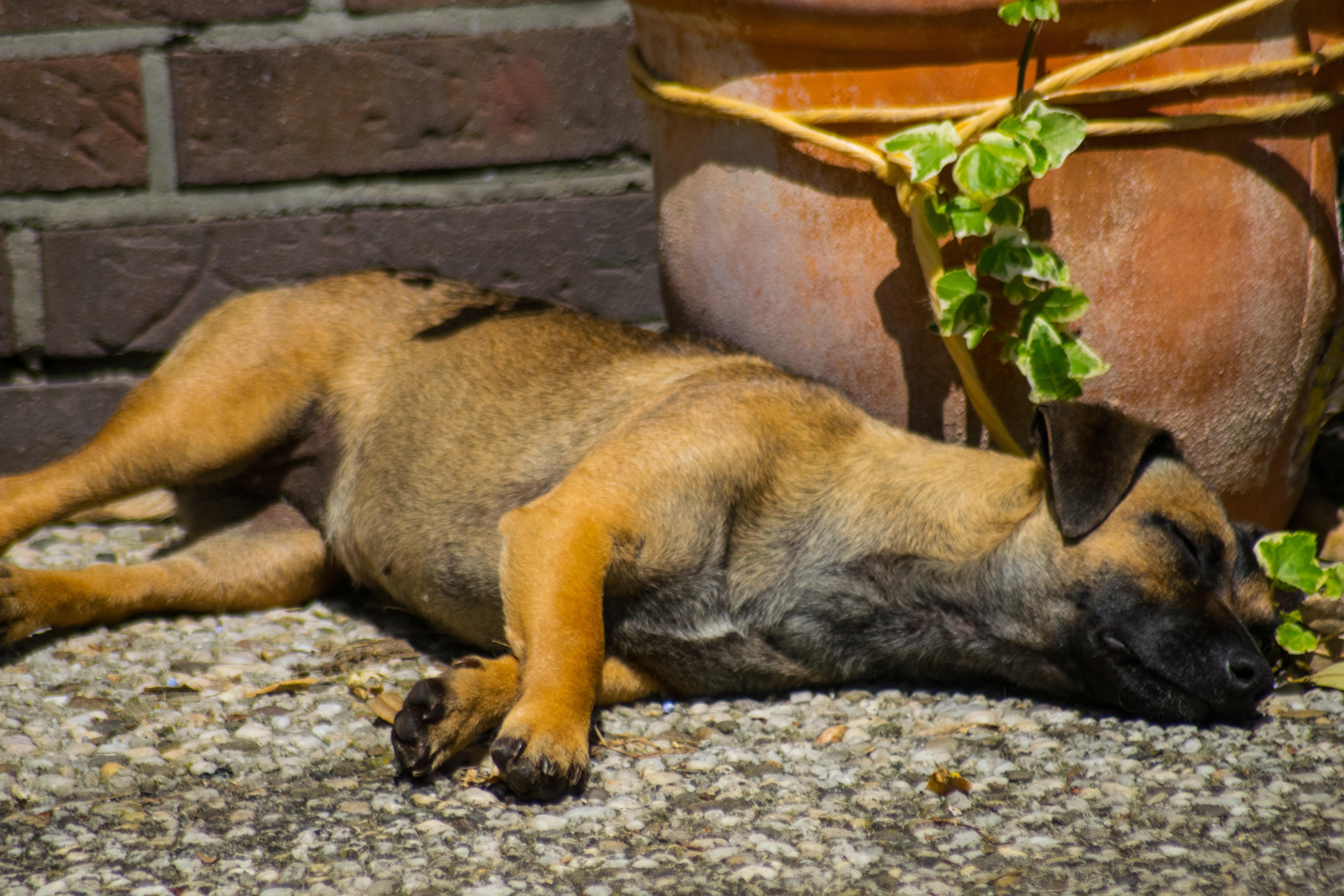 Сон собаки защищают. Ленивая собака. Усталая собака. Уставшая собака.