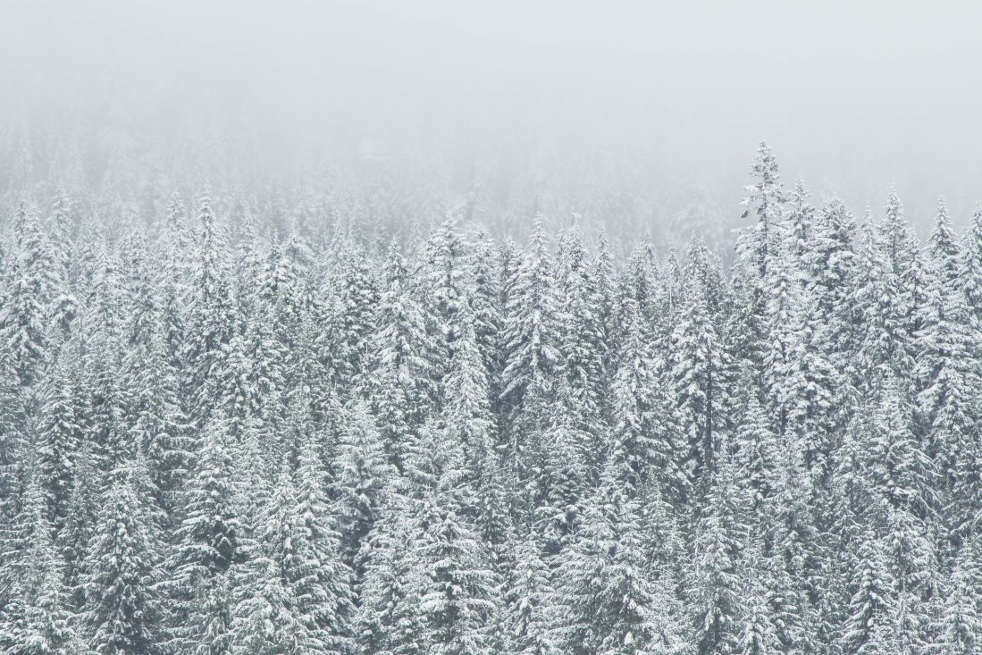 lumihiutale, frost, talvi, lumi, jäädytetyt, kylmä, luonto, puuta, jäätä, lumimyrsky, tuuli