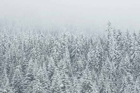 pahuljica, Mraz, zima, snijeg, smrznut, hladan, priroda, drvo, led, mećava, vjetar
