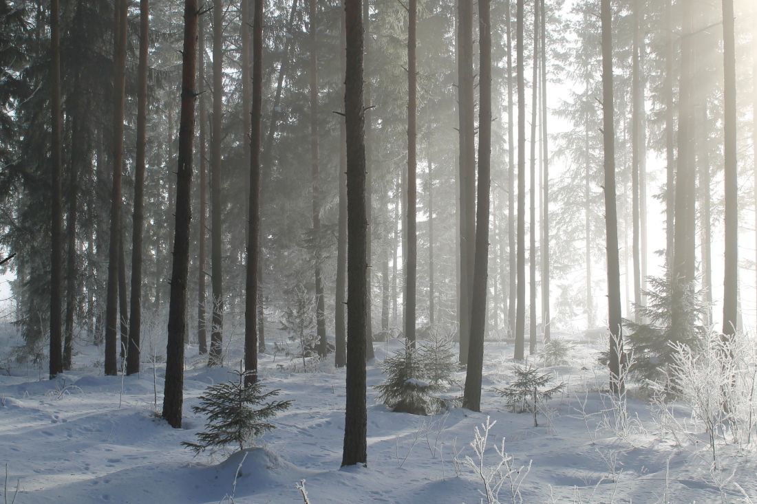 nieve, invierno, niebla, madera, árboles, niebla, helada, fría, naturaleza