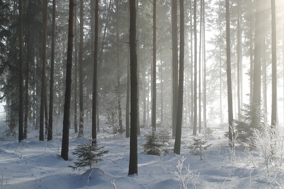sneh, zima, hmla, drevo, strom, hmla, mráz, studenej, prírody