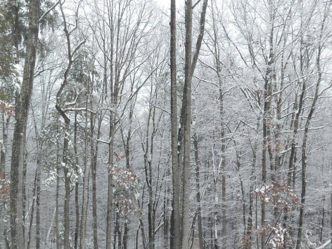 invierno, madera, nieve, árbol, frost, naturaleza, fría, paisaje, copo de nieve, conífera