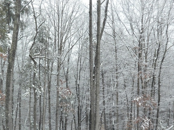 Inverno, madeira, neve, árvore, geada, frio, natureza, paisagem, floco de neve, coníferas