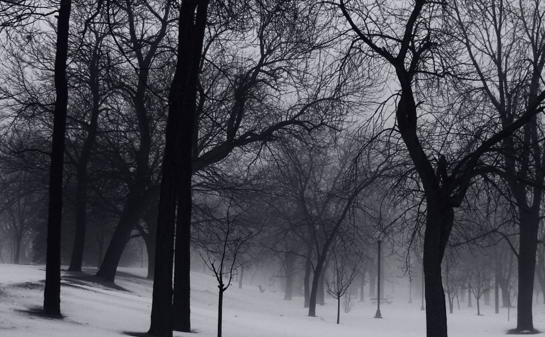træ, tåge, tåge, landskab, vinter, dawn, træ, sne