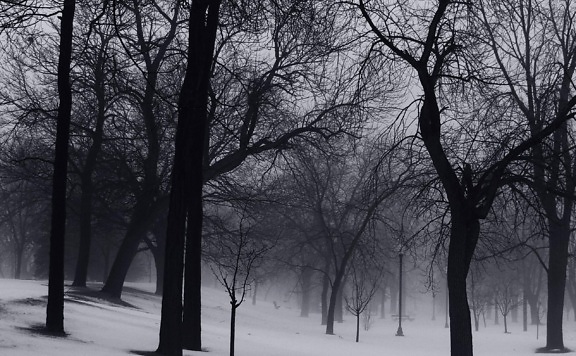 strom, mlha, mlha, krajina, zima, dawn, dřevo, sníh