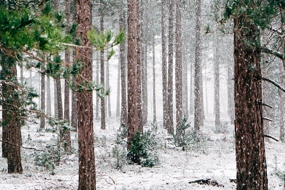 wood, conifer, snowflake, snowstorm, landscape, tree, frost, snow, winter, frozen, nature