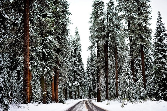 sneh, zima, drevo, studenej, mráz, strom, krajiny, ľad, road