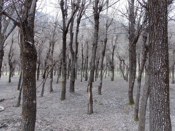 ไม้ ภูมิทัศน์ ฤดูหนาว ต้นไม้ ธรรมชาติ สิ่งแวดล้อม หิมะ