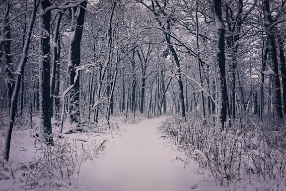 winter, snow, wood, tree, cold, frost, landscape, frozen, road, snowflake
