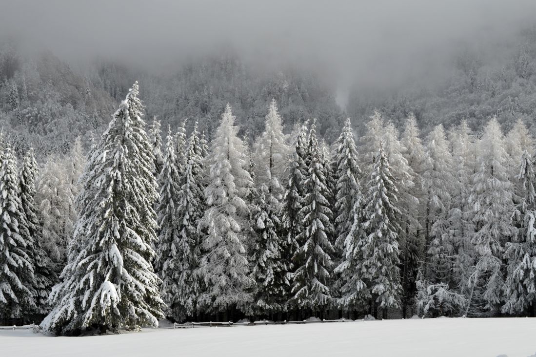 zima, sníh, mráz, strom, dřevo, krajina, pole, tráva, sněhová bouře