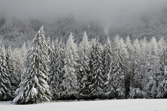 зима, сніг, іній, дерево, деревина, краєвид, поля, трава, хуртовина