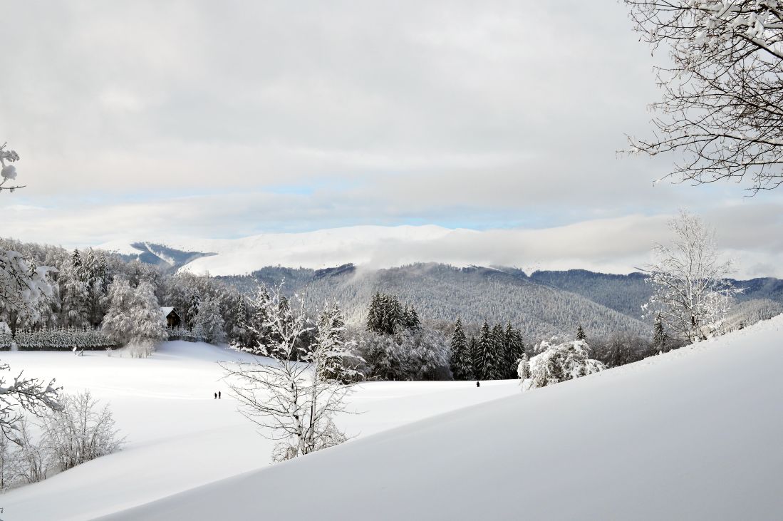 雪、冬、寒さ、霜、木、風景、冷凍、屋外の丘