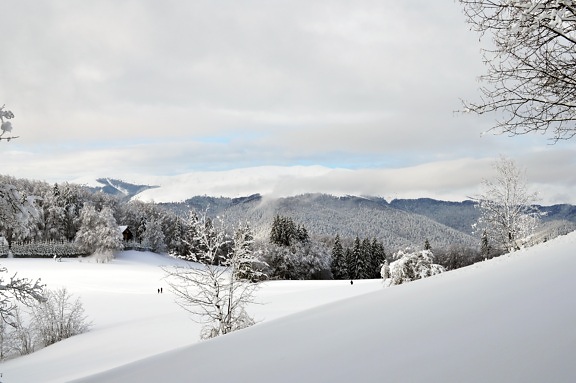 눈, 겨울, 추위, 서 리, 나무, 풍경, 냉동, 힐, 야외