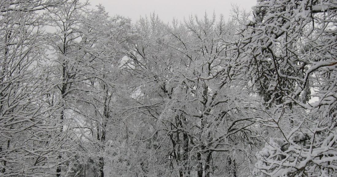 zima, strom, mráz, sníh, dřevo, studené, větev