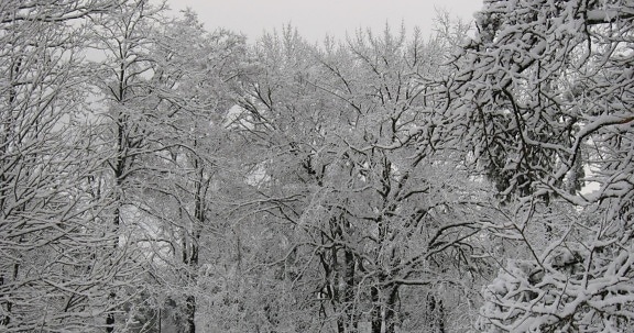 zima, strom, mráz, sneh, drevo, studenej, pobočky