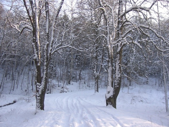 Inverno, neve, frio, geada, gelo congelado, madeira, árvore, paisagem, floresta
