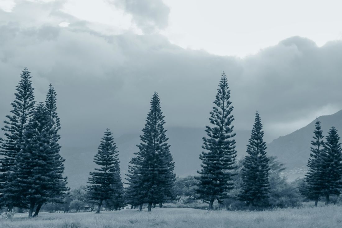 hó, tél, fa, természet, köd, fa, alkonyat, felhő, fenyő, lucfenyő
