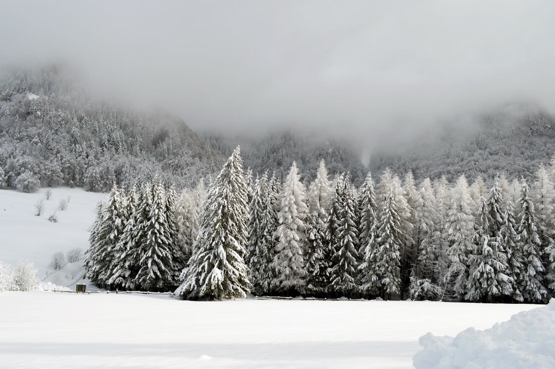 сняг, зима, студ, студ, мъгла, замразени, пейзаж, дърво