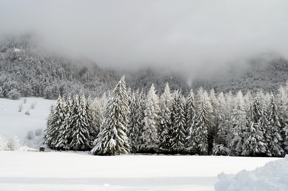 sneh, zima, mráz, studenej, hmla, mrazené, krajina, drevo
