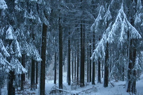 雪、冬、木、寒さ、霜、木、凍結、氷、風景、針葉樹