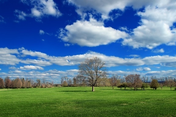 трева, пейзаж, поле, облак, селски, природа, природа, дърво, небе, земеделие